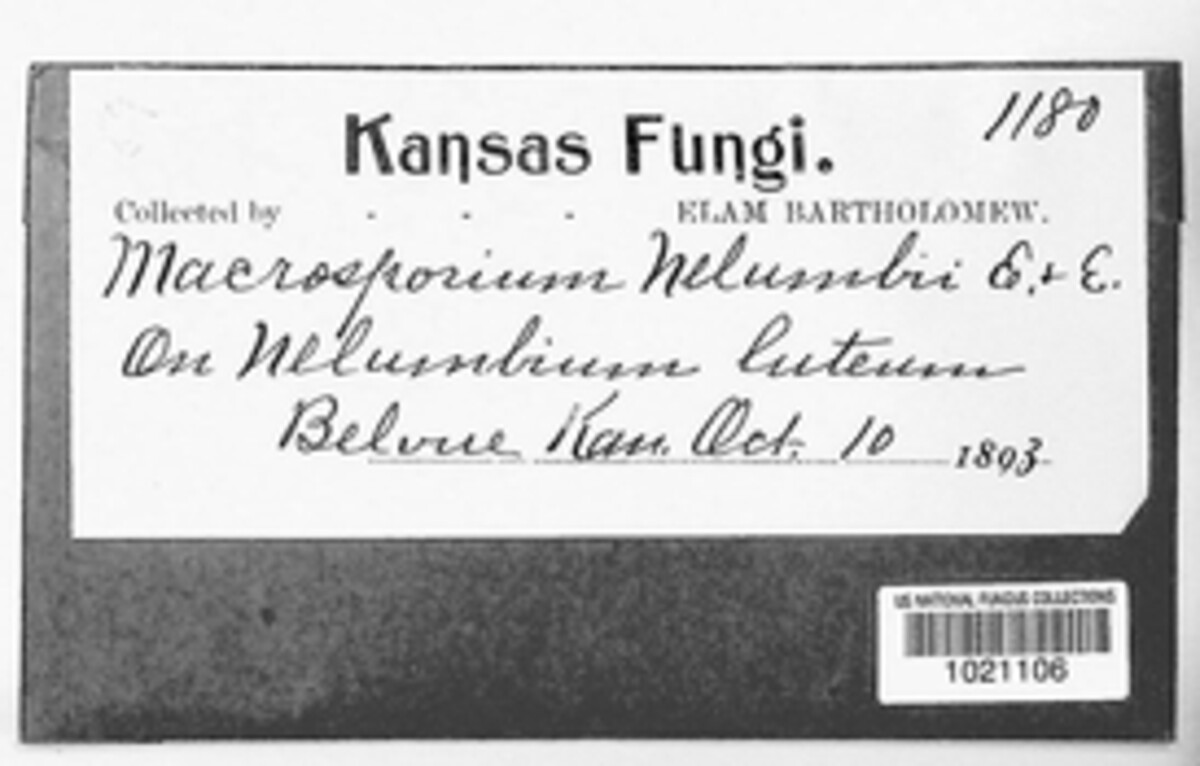 Alternaria nelumbicola image